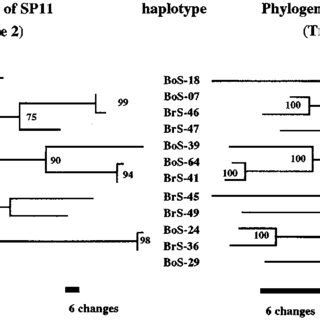 The Phylogenetic Relationship Of Srk And Sp Genes On A Single