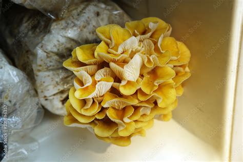 Oyster Mushroom Pleurotus Citrinopileatus Singer On Spawn Bags