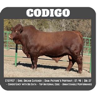 Strategy Cattle | Beefmaster | Brenham, Texas