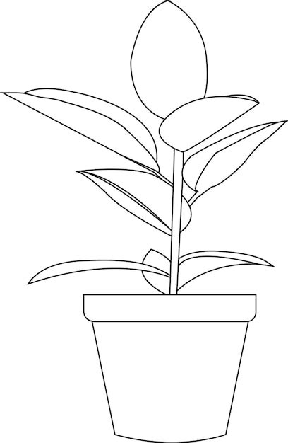 Ficus Premium Vector