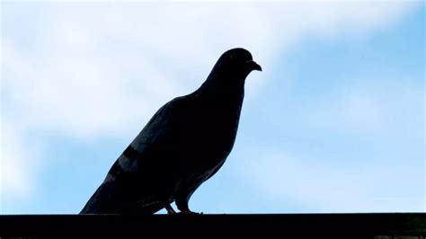 Canada Prison Officers Find Drug Smuggling Pigeon Wearing Meth Like A