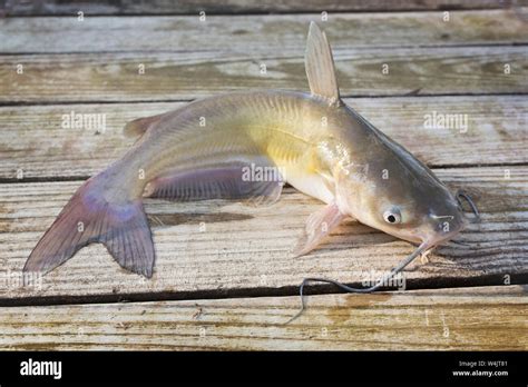 Blue Channel Catfish Caught In A Louisiana Bayou Stock Photo Alamy