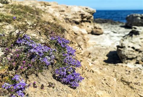 Can Thyme Survive Winter Care Guide For Thyme