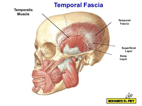 Temporal and infratemporal region part 1 