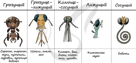 Класс насекомые, подготовка к ЕГЭ по биологии