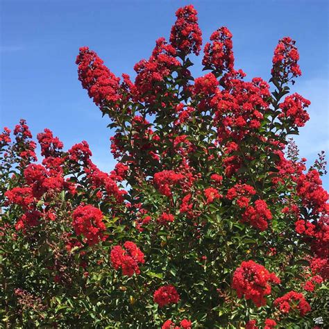 Crape Myrtle Red Rocket Multi Trunk — Green Acres Nursery And Supply