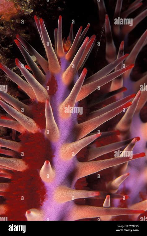 Detail of the suckers of Crown of thorn starfish (Acanthaster planci