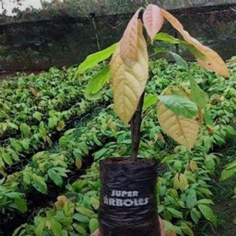 Plántulas de Cacao Súper Árboles Agroshow