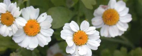 Health Benefits of Feverfew - NaturalAlternativeRemedy