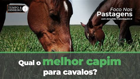 Qual O Melhor Capim Para Cavalos Foco Nas Pastagens Responde YouTube