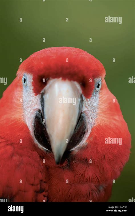 Guacamaya roja guacamaya roja fotografías e imágenes de alta resolución - Alamy