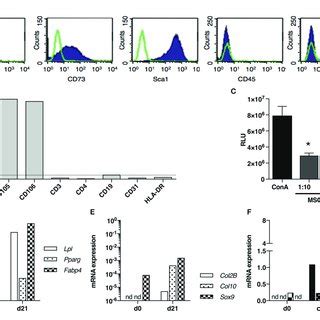 Development Of Skin Fibrosis In HOCl Mice Experimental Scheme To