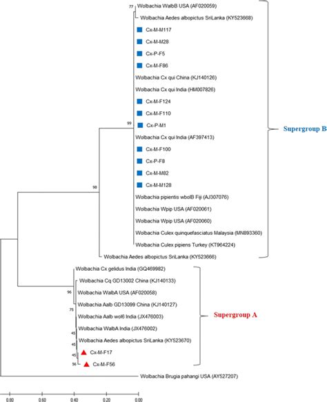 Phylogenetic Relationships Based On The Wolbachia Surface Protein Wsp