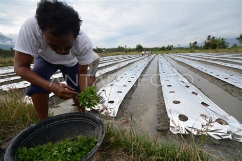 Tanaman Jangka Pendek Antara Foto