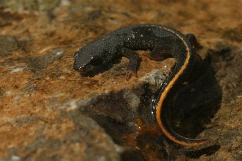 Pyrenean Brook Salamander Calotriton Asper Inaturalist Canada