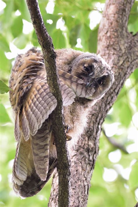 Long-eared owl Baby by Mubi.A on YouPic