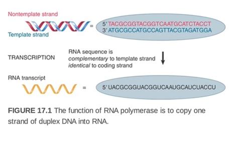 Prokaryotic Transcription Flashcards Quizlet