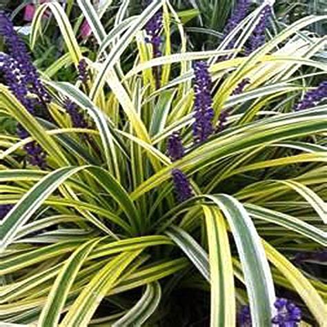 Onlineplantcenter 1 Gal Variegated Lily Turf Plant L872cl The Home Depot Lily Turf Plants