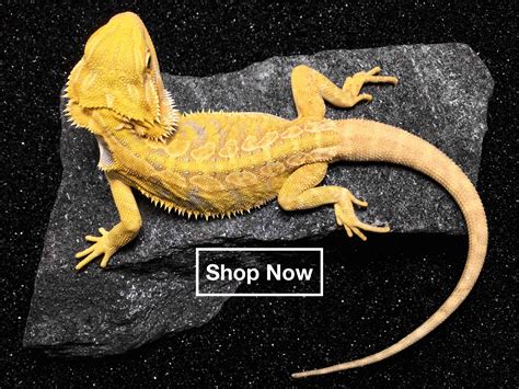 HereBDragons.com