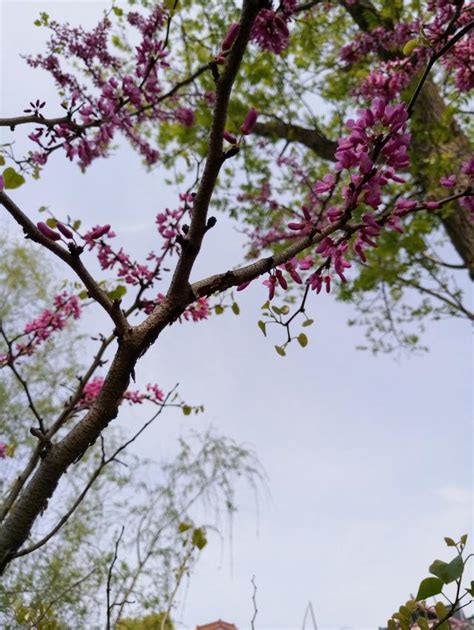 深秋滿城桂花香那些花開正艷 每日頭條