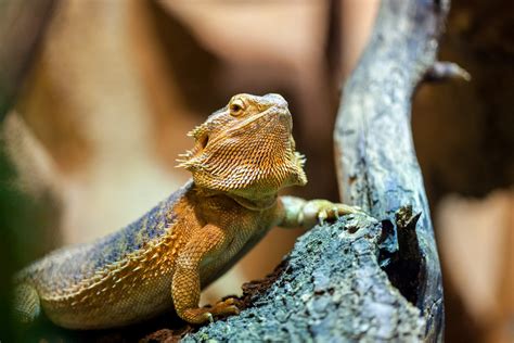 Bearded Dragon Care Guide Reptile Cymru