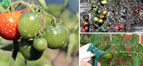 Cu Ndo Y C Mo Sulfatar Los Tomates Como Plantar Org