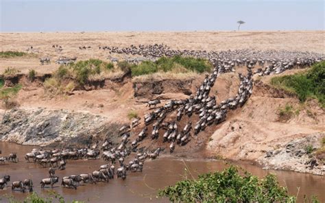 What Is the Great Wildebeest Migration? (2025 Guide)