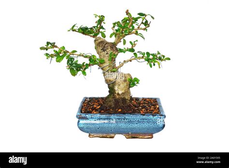 Carmona Retusa Bonsai In Training Isolation Over White Background For