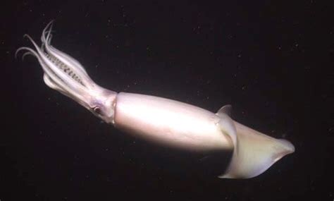 Rtsea Blog Observations On Oceans Sharks And Nature Jumbo Squid In