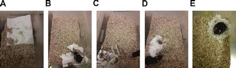 Nestlet Shredding And Nest Building Tests To Assess Features Of