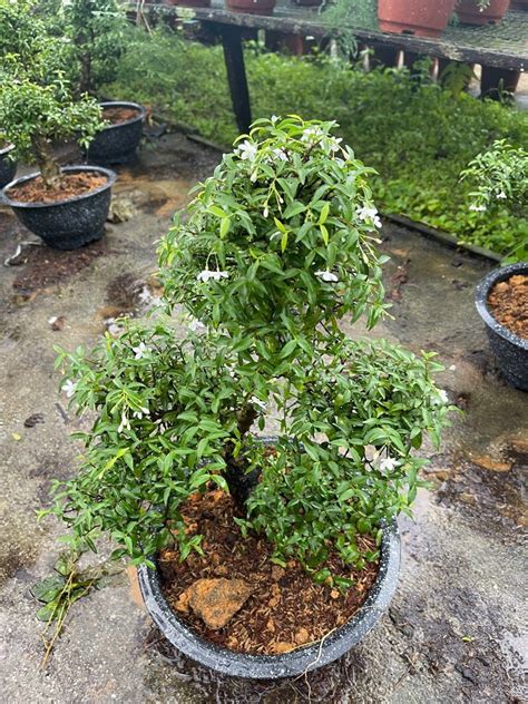 wrightia religiosa water jasmine bonsai medium plant size real