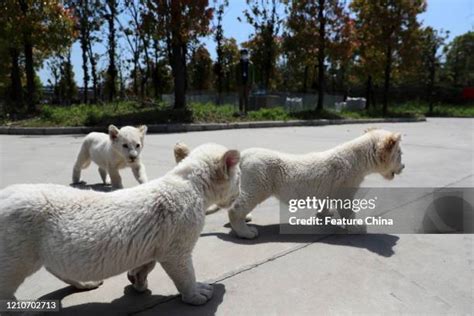 46 Albino Lion Stock Photos, High-Res Pictures, and Images - Getty Images