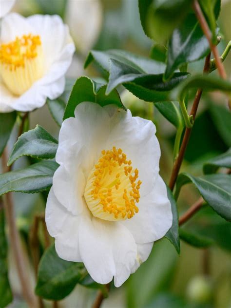 Camellia sinensis 'Green Tea' - Neth Plant