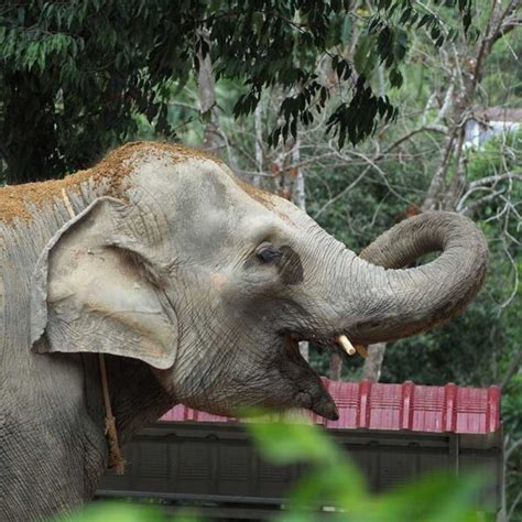 Half Day Visit Elephant Jungle Sanctuary Experience Koh Samui