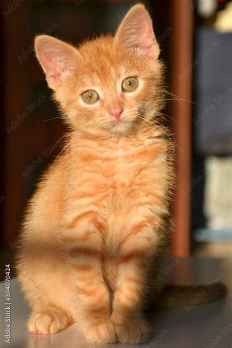 Cute Ginger Kittens Fluffy