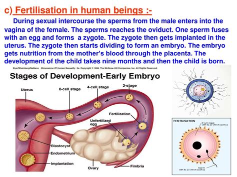 Ppt Chapter How Organisms Reproduce Powerpoint Presentation Free