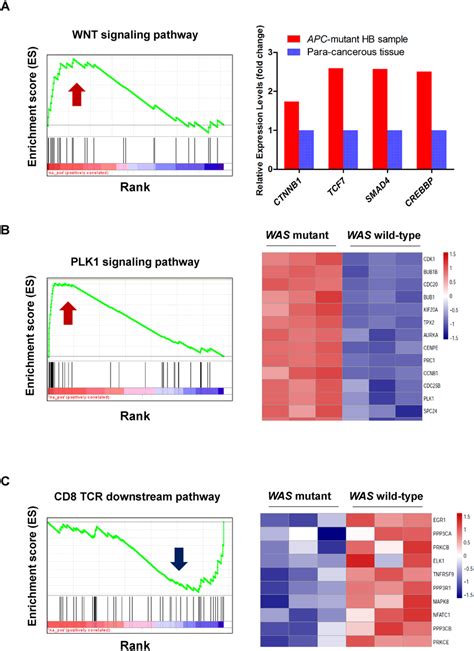 Gene Set Enrichment Analysis GSEA Revealed Activated Or Inactivated