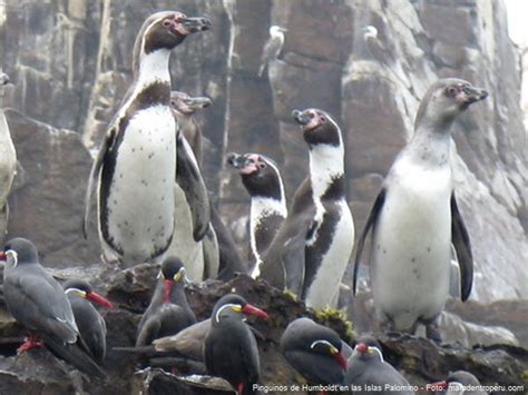 ¿qué Animales Viven En Las Islas Ballestas