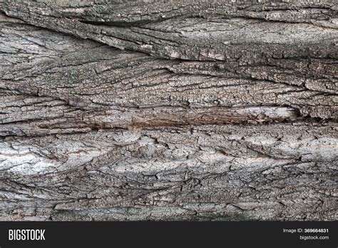 Old Tree Bark Natural Image And Photo Free Trial Bigstock