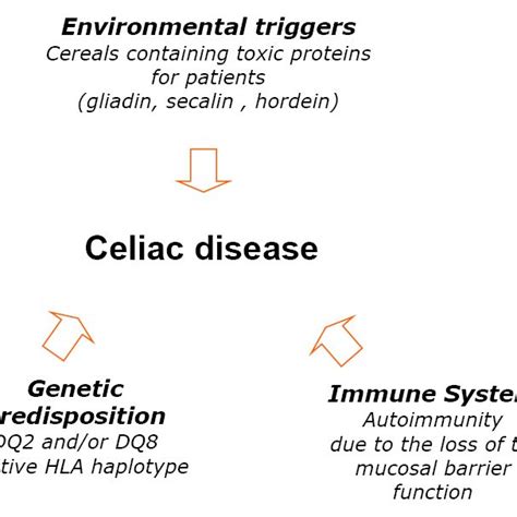 Pathogenesis Of Celiac Disease