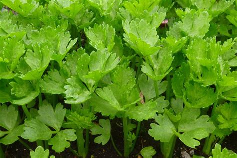 What is Celery? How to Plant, Grow, and Harvest Celery - Gardeners' Magazine