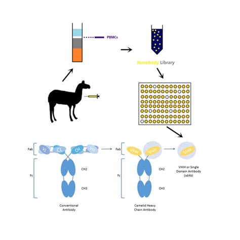 康体生命羊驼纳米抗体定制技术服务参数价格 仪器信息网