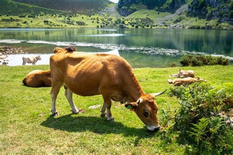 Vacas Alrededor Del Lago Enol En Picos De Europa Asturias Espa A Foto