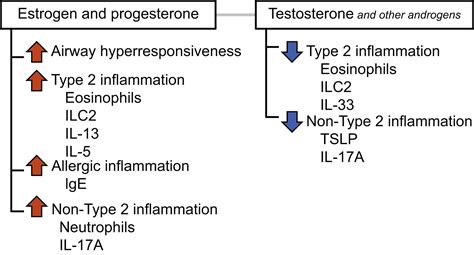 Personalized Treatment Of Asthma The Importance Of Sex And Gender