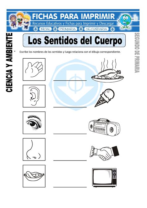 Ficha De Los Sentidos Del Cuerpo Para Segundo De Primaria Escribe