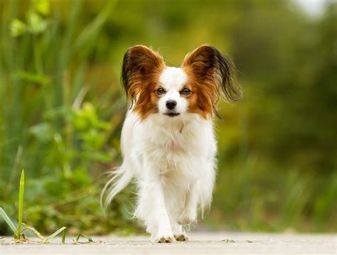 Papillon Dogs | Dog Breeds