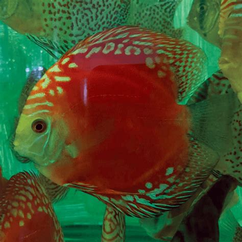 Solid Red Rafflesia Jack Wattley Discus