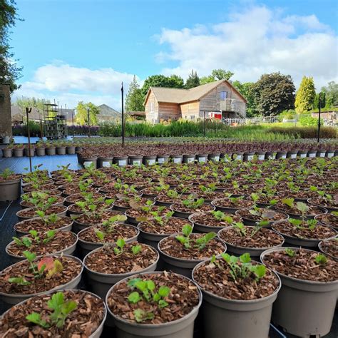 New botanical workshops at Holden Clough Nursery Bolton by Bowland 7