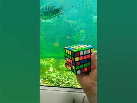Кубики Рубика 1х1-10-х10#rubikscube#эублефар#змея - YouTube