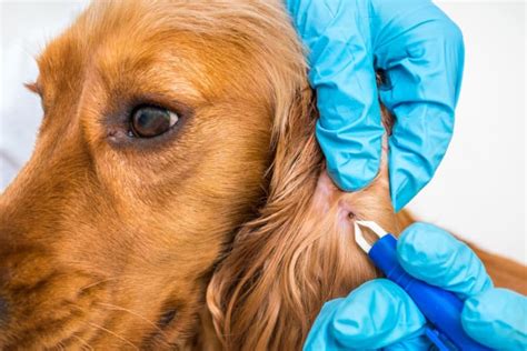 Tick Borne Diseases In Dogs Symptoms Treatment And Prevention Fort